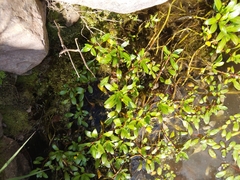 Ludwigia peploides