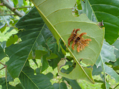 Phobetron hipparchia