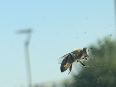 Apis mellifera