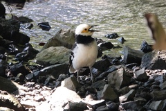 Gracupica nigricollis