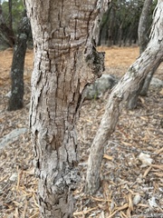 Quercus sinuata breviloba