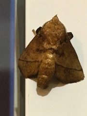 Quasithosea obliquistriga