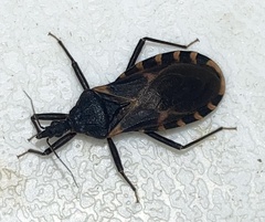 Triatoma sanguisuga