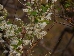 Lagerstroemia microcarpa