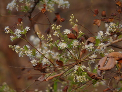 Lagerstroemia microcarpa