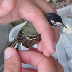 Vireo atricapilla