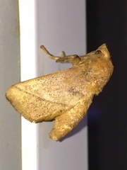 Quasithosea obliquistriga