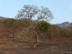 Lagerstroemia microcarpa