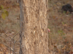 Lagerstroemia microcarpa