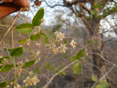 Lagerstroemia microcarpa