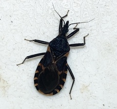 Triatoma sanguisuga