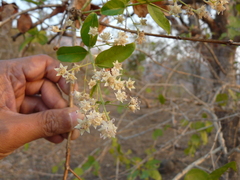 Lagerstroemia microcarpa