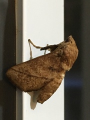 Quasithosea obliquistriga