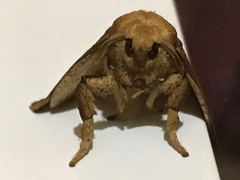 Quasithosea obliquistriga