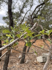 Quercus sinuata breviloba