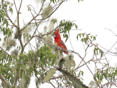 Cardinalis phoeniceus