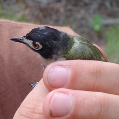 Vireo atricapilla