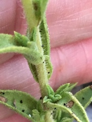 Heterotheca oregona