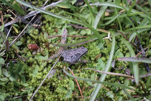 iNaturalist observation photo of Pacific chorus frog