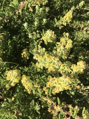 Tetragonia fruticosa