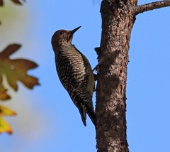 Sphyrapicus thyroideus