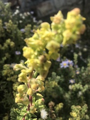 Tetragonia fruticosa