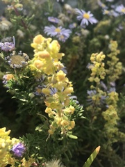 Tetragonia fruticosa