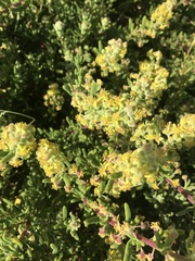 Tetragonia fruticosa