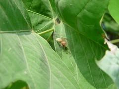 Cheiracanthium taiwanicum