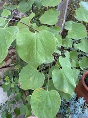 Cercis occidentalis