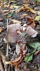 Amanita excelsa