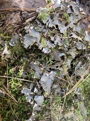 Peltigera didactyla