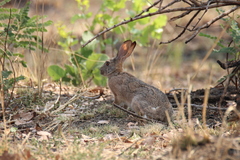 Lepus victoriae