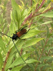 Tragidion coquus