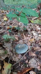 Russula virescens
