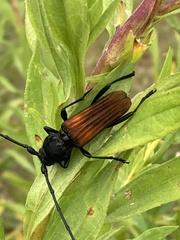 Tragidion coquus