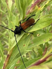 Tragidion coquus