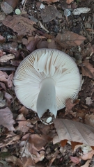 Russula virescens