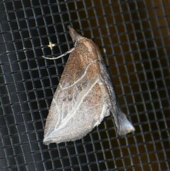 Phyprosopus callitrichoides