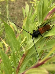 Tragidion coquus