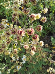 Montanoa leucantha