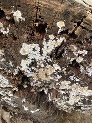 Coniophora puteana