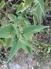 Montanoa leucantha