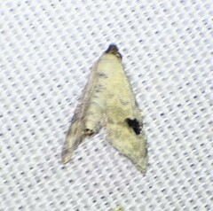 Abablemma duomaculata