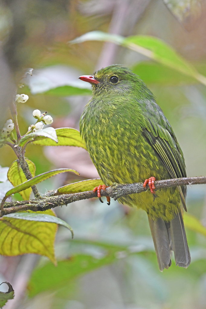 Green-And-Black Fruiteater