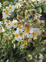 Montanoa leucantha