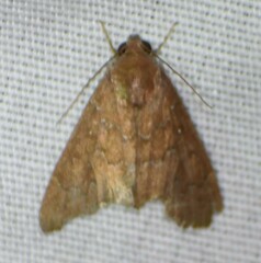 Anomis illita