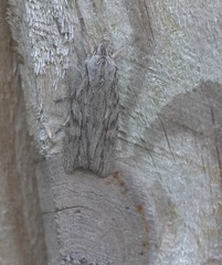 Lithophane leautieri