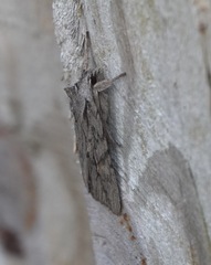 Lithophane leautieri