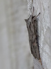 Lithophane leautieri